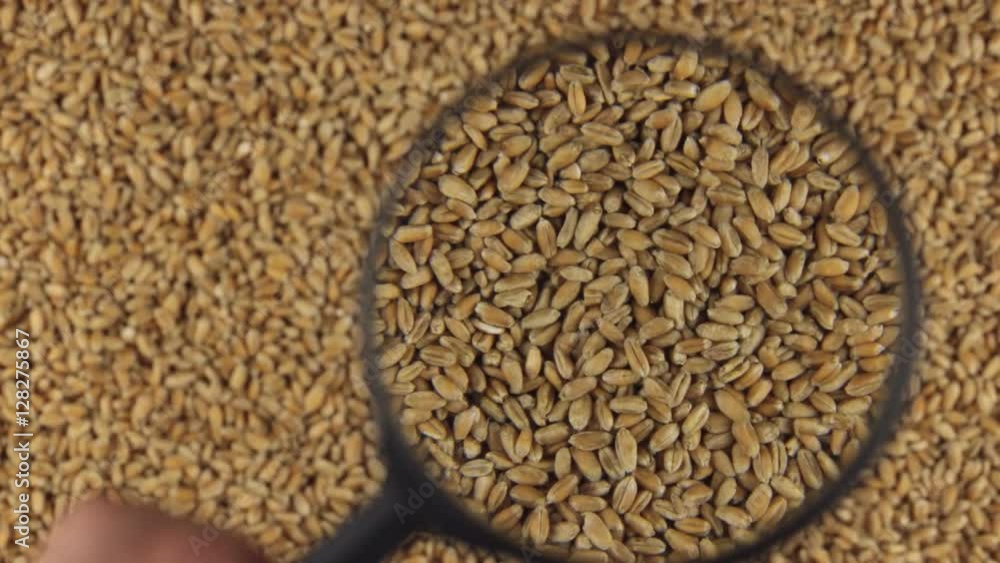 Examination using a magnifying glass rotating wheat grains. Examination using a magnifying glass rotating wheat grains.