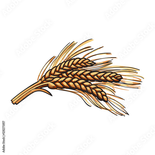 Hand drawn bunch of malt, barley ears, sketch style vector illustration isolated on white background. Hand drawn ripe ears of malt, barley, wheat or rye