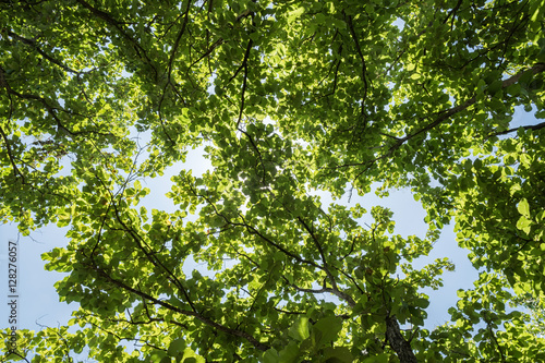 Teak tree low angle view © peangdao