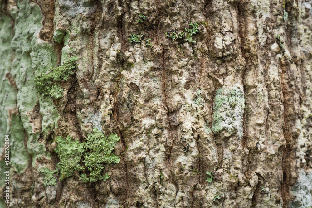 Macrolichen growing on tree trunk