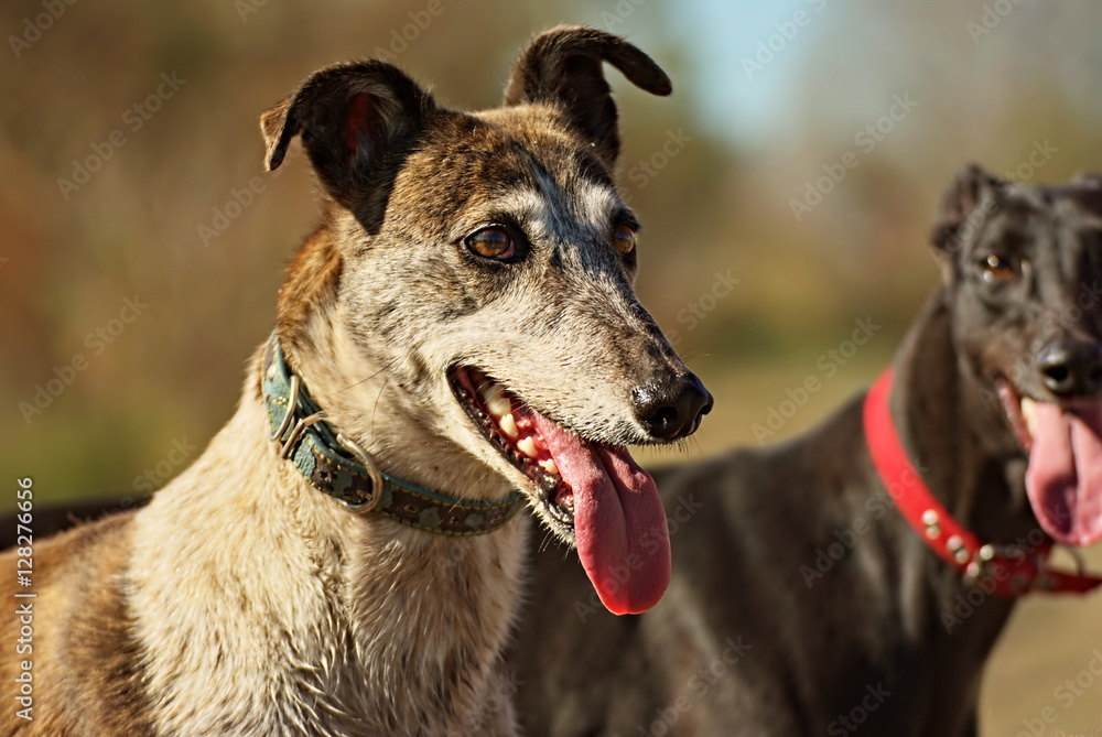 Portrait of a greyhound
