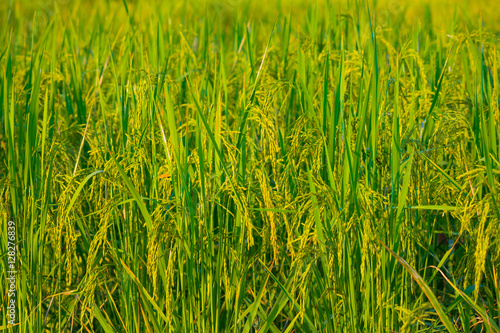 Ear of paddy rice