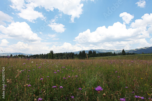 Flower summer meadow in countryside