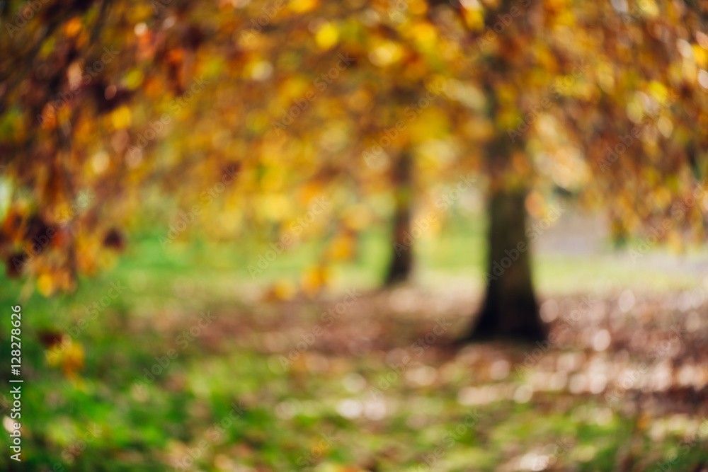 autumn trees, abstract blurry 