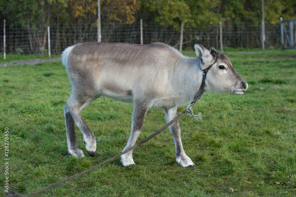 calf of a reindeer,Norway