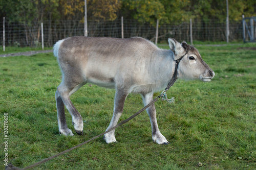 calf of a reindeer,Norway