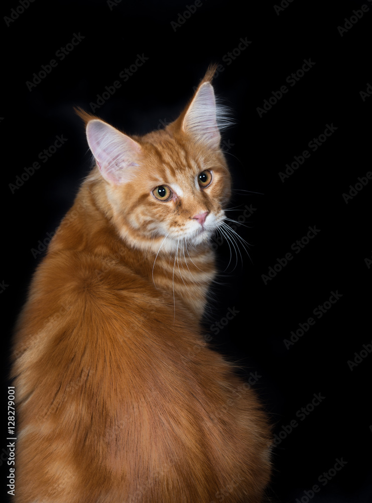 Maine coon red orange cat portrait 