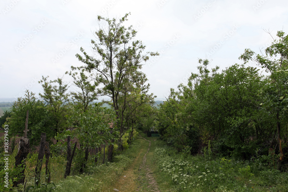 Countryside summer village vegetation