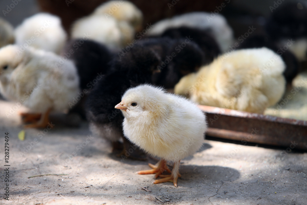 Lonely chick outside the pack