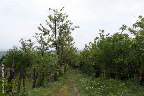 Obraz na płótnie Countryside summer village vegetation w salonie