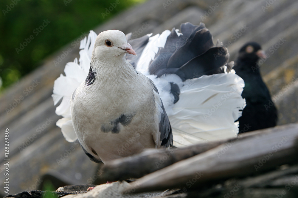 White pigeons on the roof