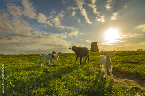 Fototapeta Naklejka Na Ścianę i Meble -  small goats and sheep grazing in a meadow near a windmill