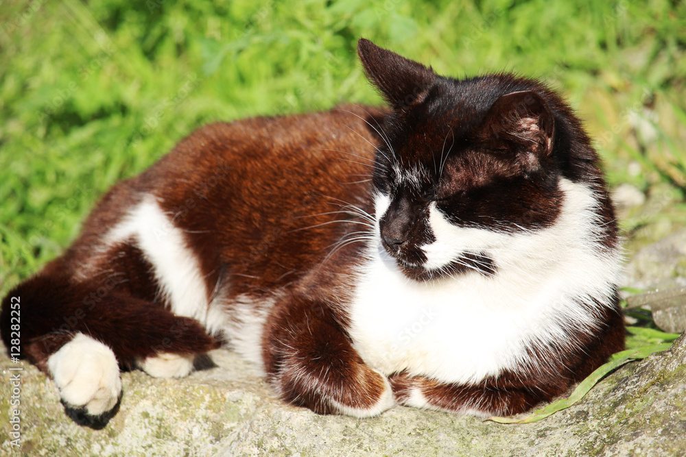 A relaxed cat laying on green grass