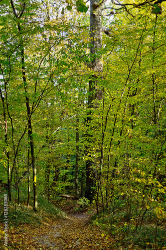vertical landscape with path in autumn deciduous forest © tillottama