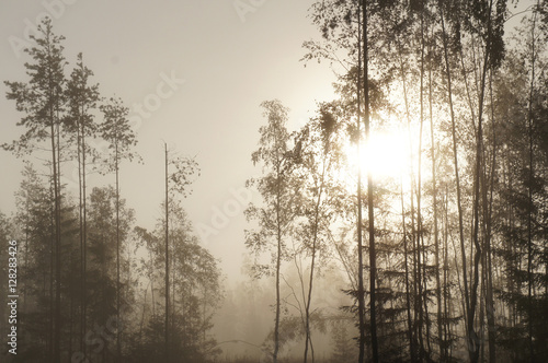 Misty forest trees in sunlight