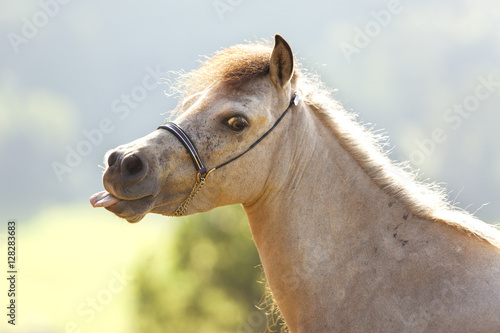 Este caballo se ríe de mi photo