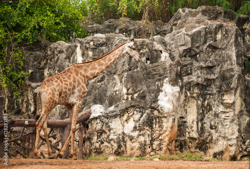 Giraffe © Alina