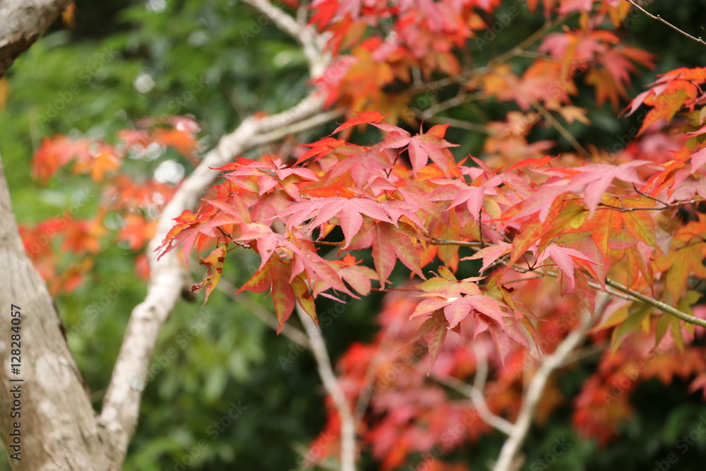 紅葉 紅葉