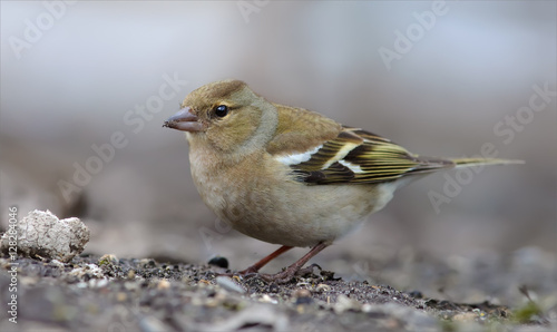 Common chaffinch in spring