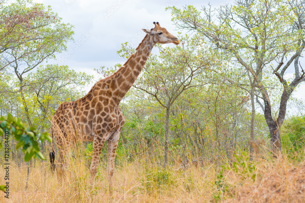 Obraz premium Giraffe profile in the bush, close up and portrait. Wildlife Safari in the Kruger National Park, the main travel destination in South Africa.