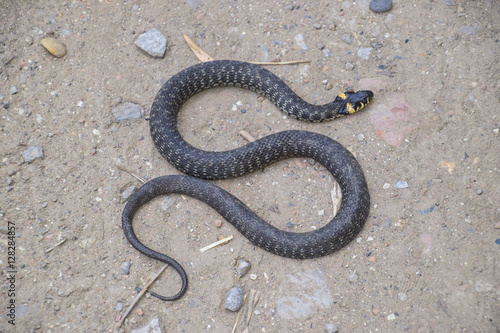 Grass snake, crawling along the ground. Non-poisonous snake. Frightened by the Grass snake