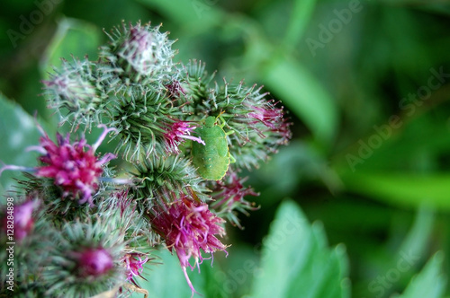 Green bug sitting on agrimony