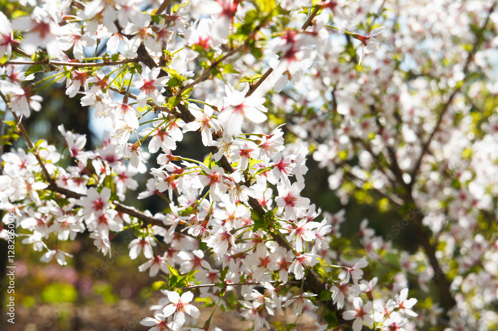 Branch of bright blossoming white cherry flowers tree Branch of bright blossoming white cherry flowers tree