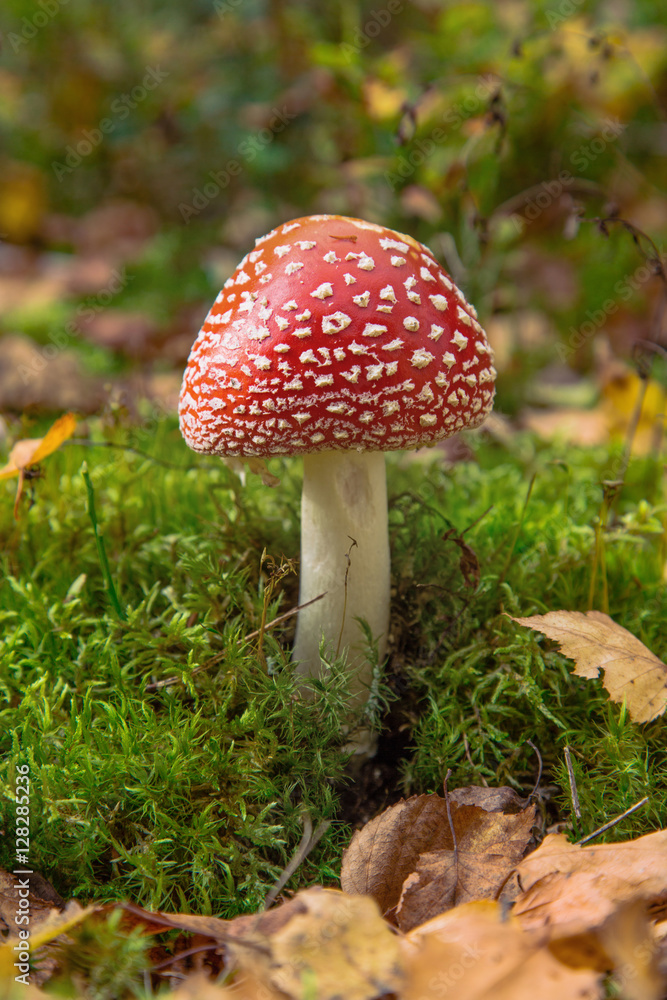 One mushroom in forest. One mushroom in forest.