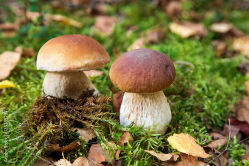 Two oak mushrooms in forest. © belgraf