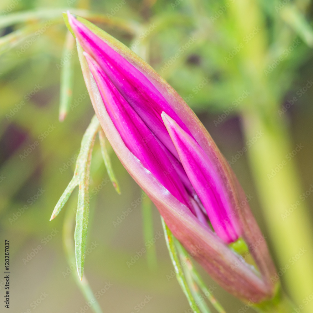 Pink Nerine Bud Pink Nerine Bud