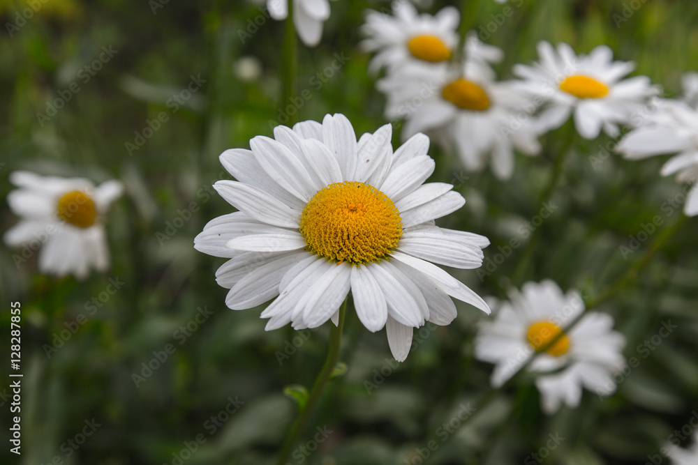 chamomile flower