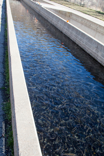 Canal filled with trout, a Colorado fish hatchery photo