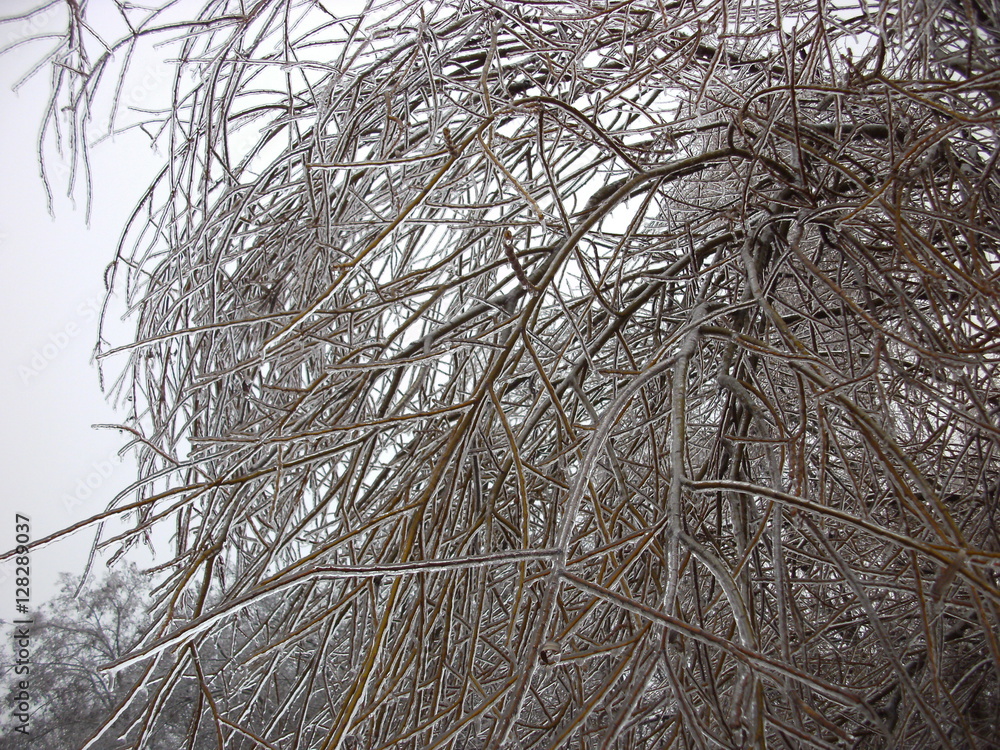 Frozen branches Frozen branches