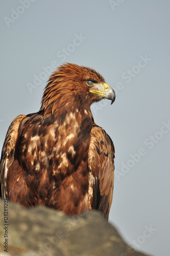 Golden Eagle