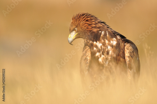 Golden Eagle