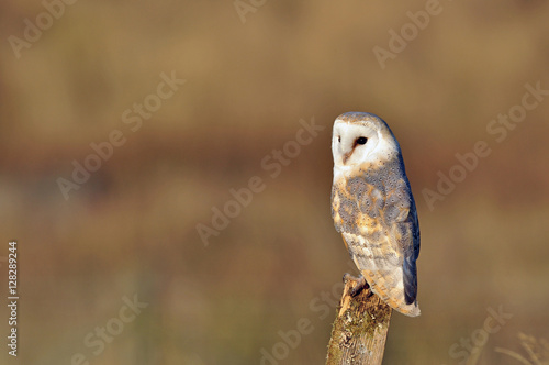 Barn Owl