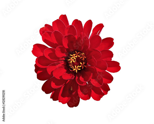 Bright red flower zinnia isolated photo