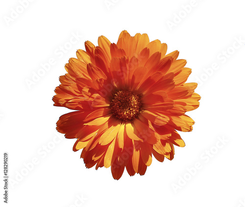 Fototapeta Naklejka Na Ścianę i Meble -  Orange marigold flower isolated