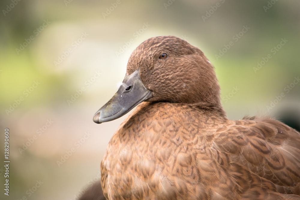 Wild Brown Duck in Boiling Springs, PA Wild Brown Duck in Boiling Springs, PA