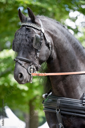 Black friesian horse carriage driving harness outdoor © Dotana