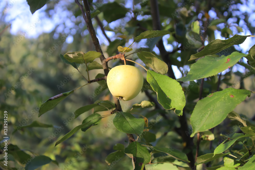 Apple on a tree