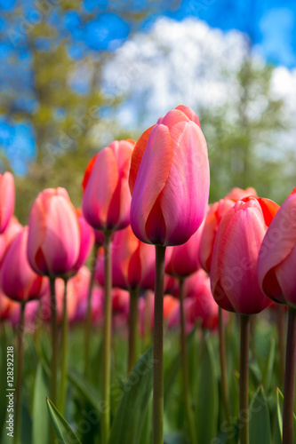 Colorful tulips in the spring park