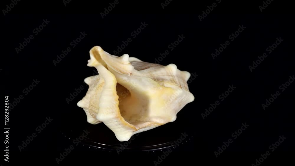 cyclorama clam shells on a black background cyclorama clam shells on a black background