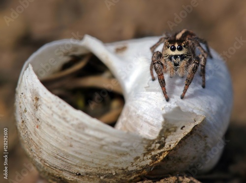 Weibliche Kreuzspringspinne (Pellenes tripunctatus) bewacht ihr Schneckenhaus  photo