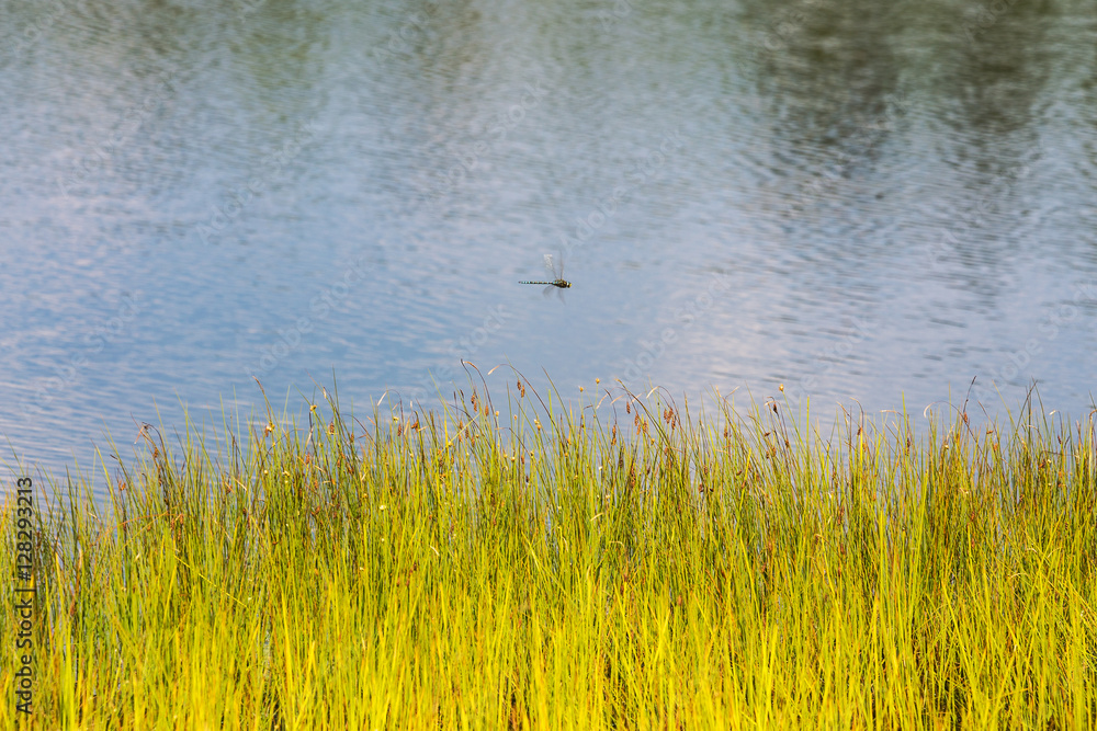 dragonfly in flight dragonfly in flight