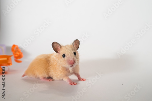 Cute young hamster, ribbon in background