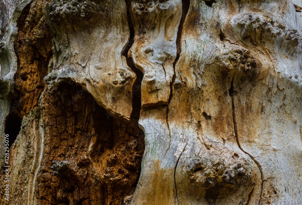 The old and mouldering  bark of  tree