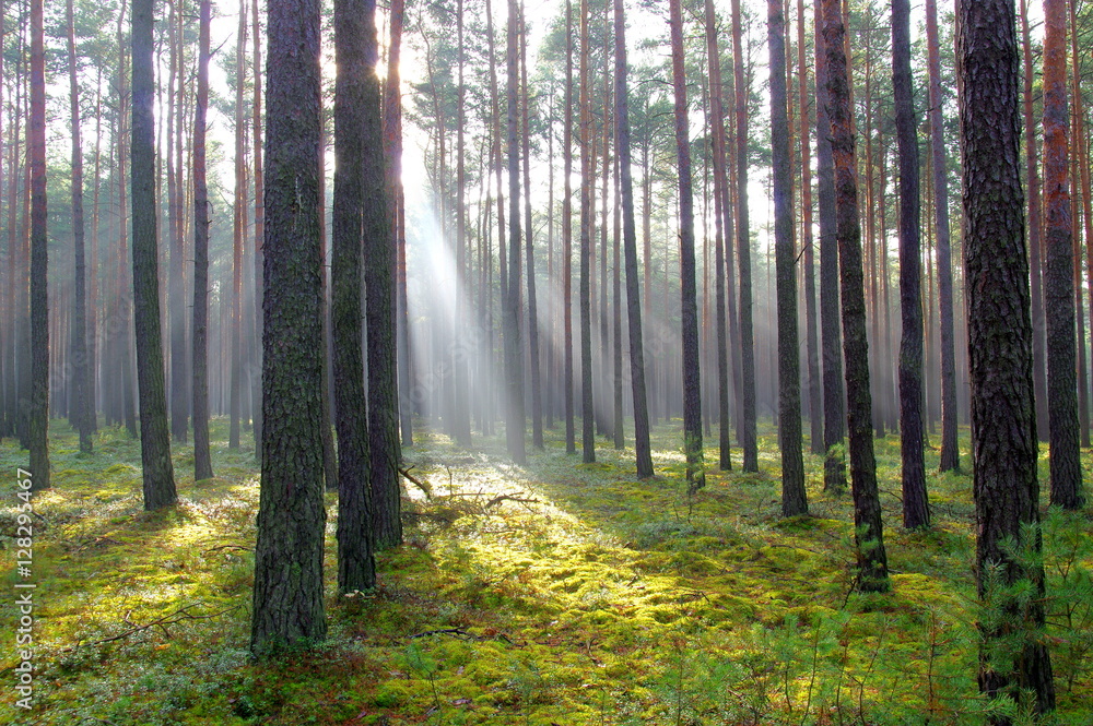 Obraz premium Mgła w lesie.