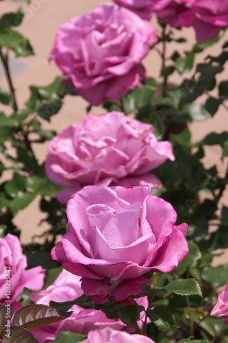 薔薇