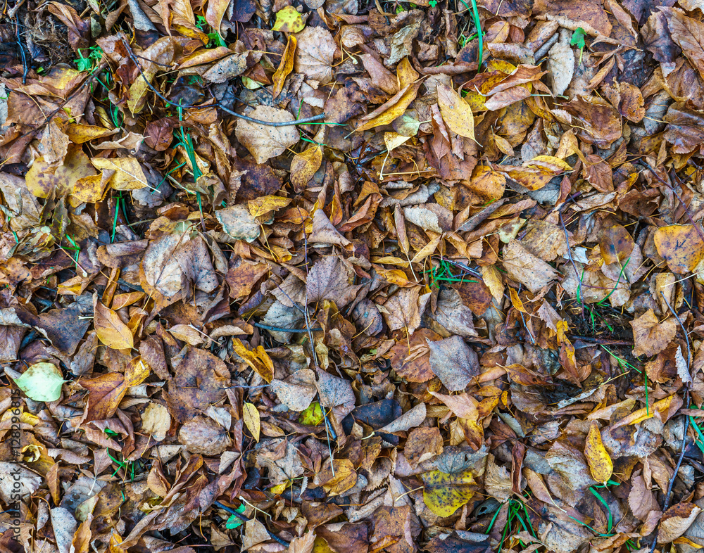 Autumn fallen leaves. Autumn ground texture. Foliage seasonal color background